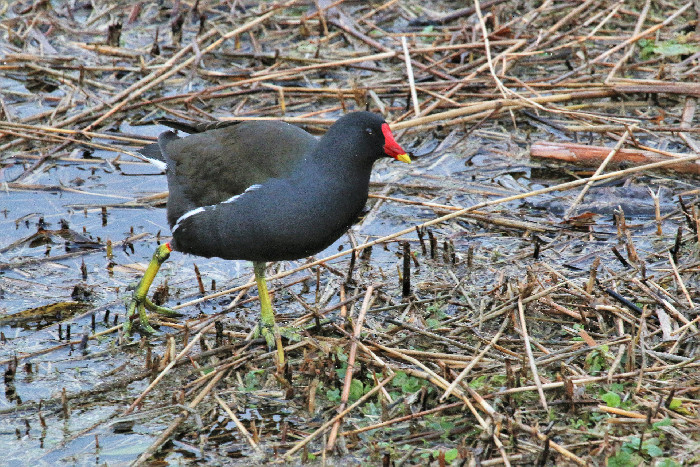 Waterhoen :: Teuszijnsite