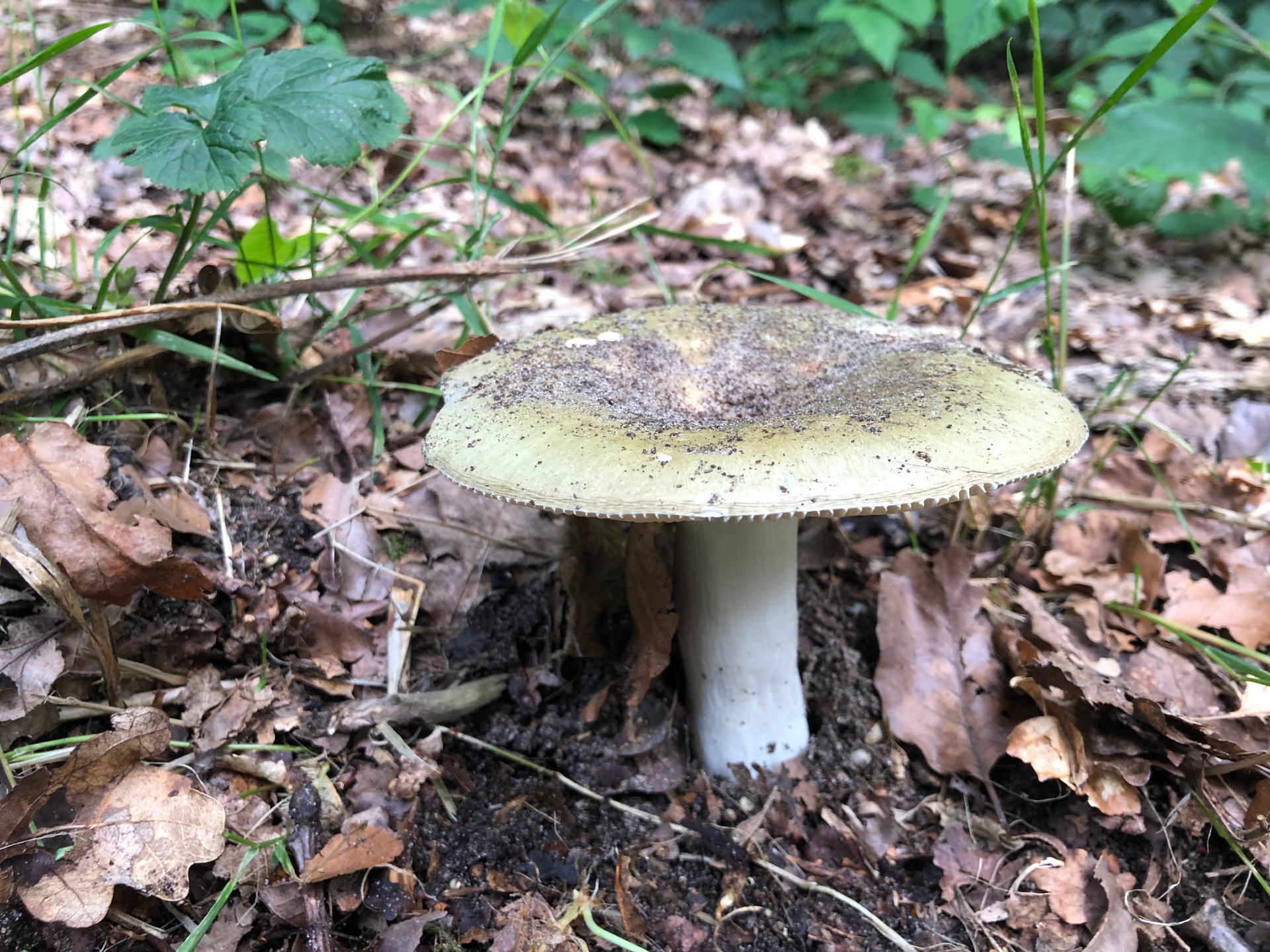 Groene berkenrussula