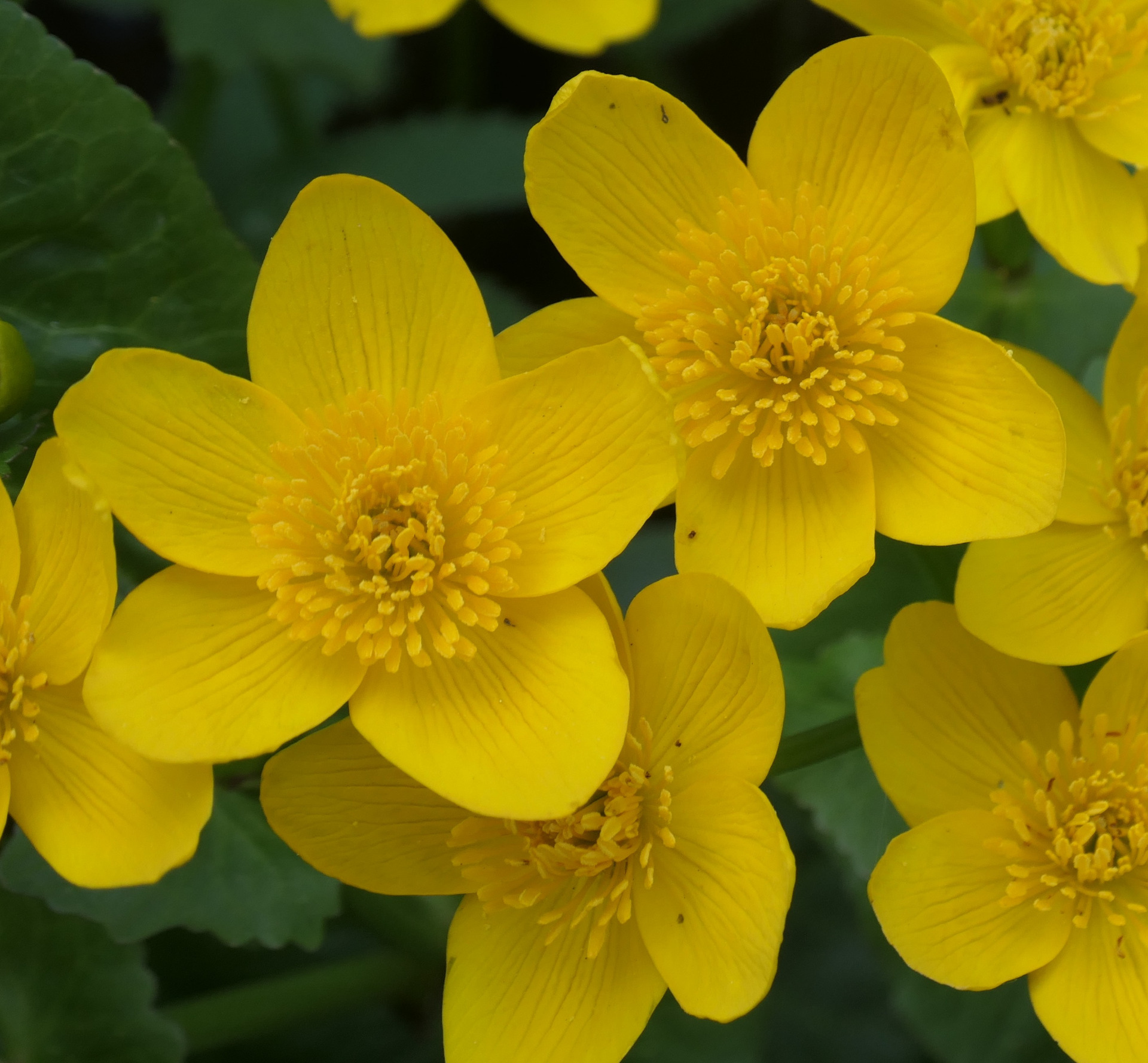 Dotterbloem