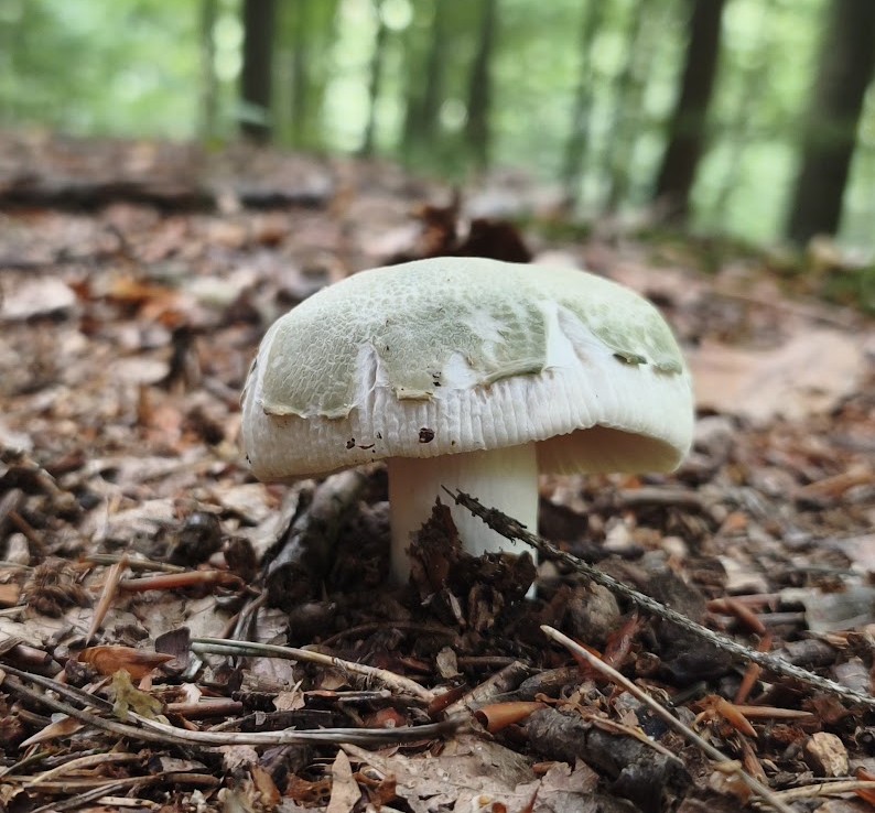 Ruwe russula