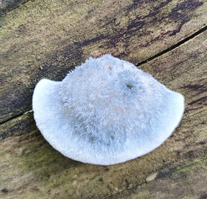 Blauwe kaaszwam