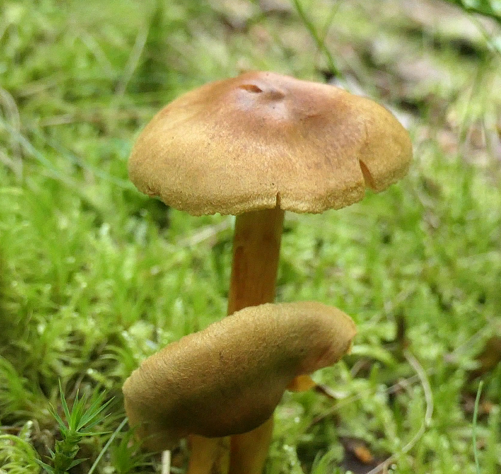 Kaneelkleurige gordijnzwam